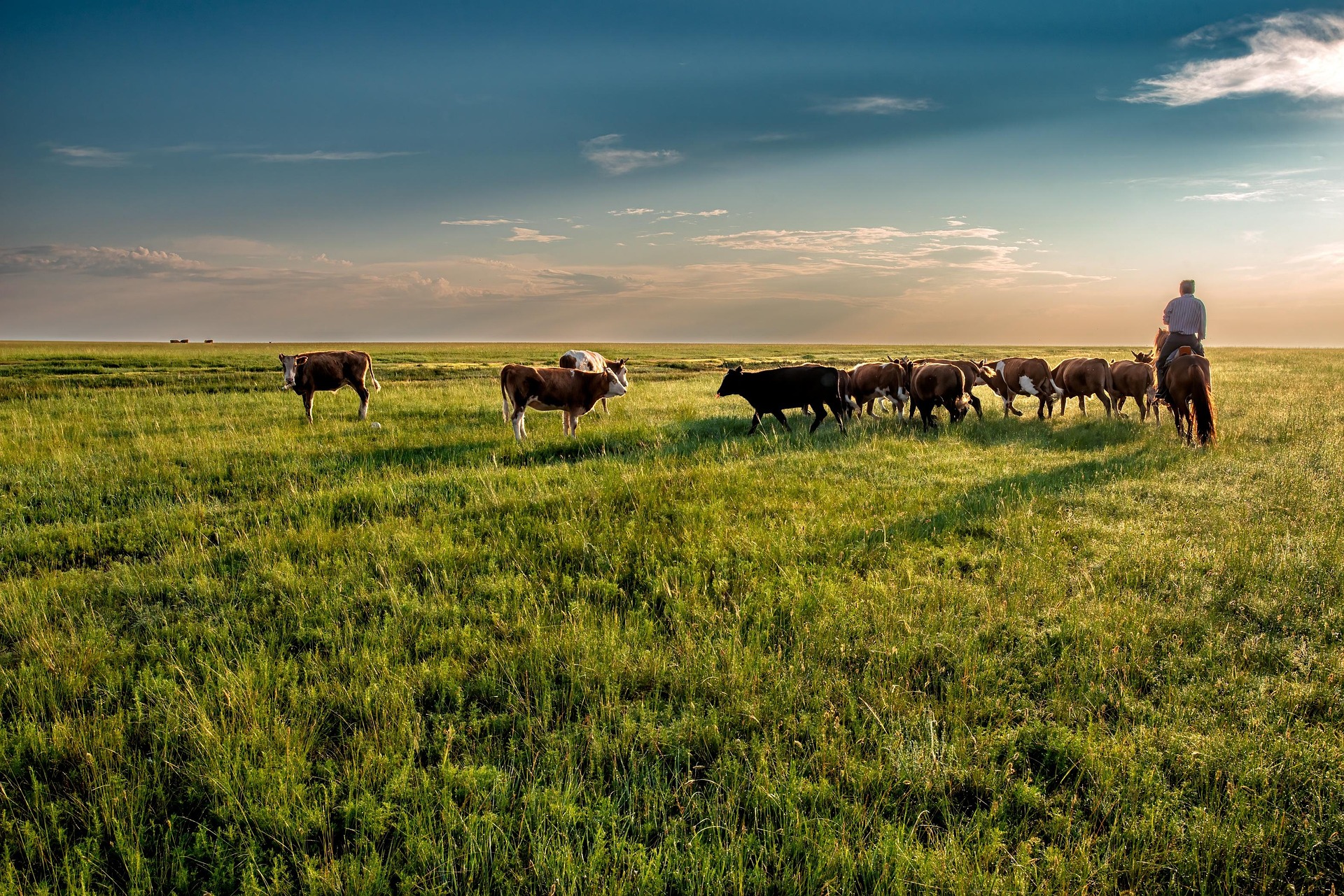 Improved grazing is restoring communal rangelands and generating carbon credits, but researchers warn that soil carbon remains difficult to measure. Improved grazing is restoring communal rangelands and generating carbon credits, but researchers warn that soil carbon remains difficult to measure.